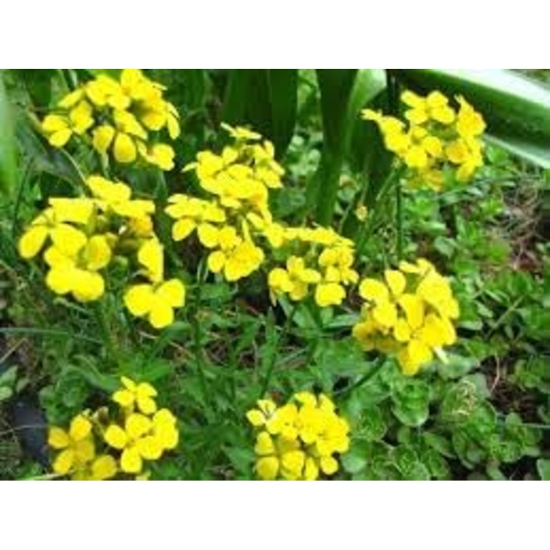 Heirloom Non-GMO Wallflower Seeds for Planting  Fragrant Spring Blooms for Pollinator Gardens 100