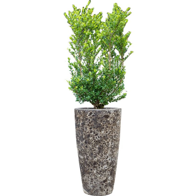 Ilex crenata ‘Dark Green’ in Baq Lava Office Plant With Pot 144cm Height 29cm Dia