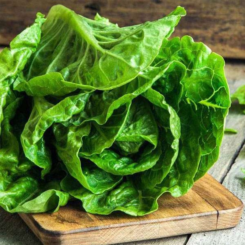 Lettuce Romaine Imported – Vegetable Seeds