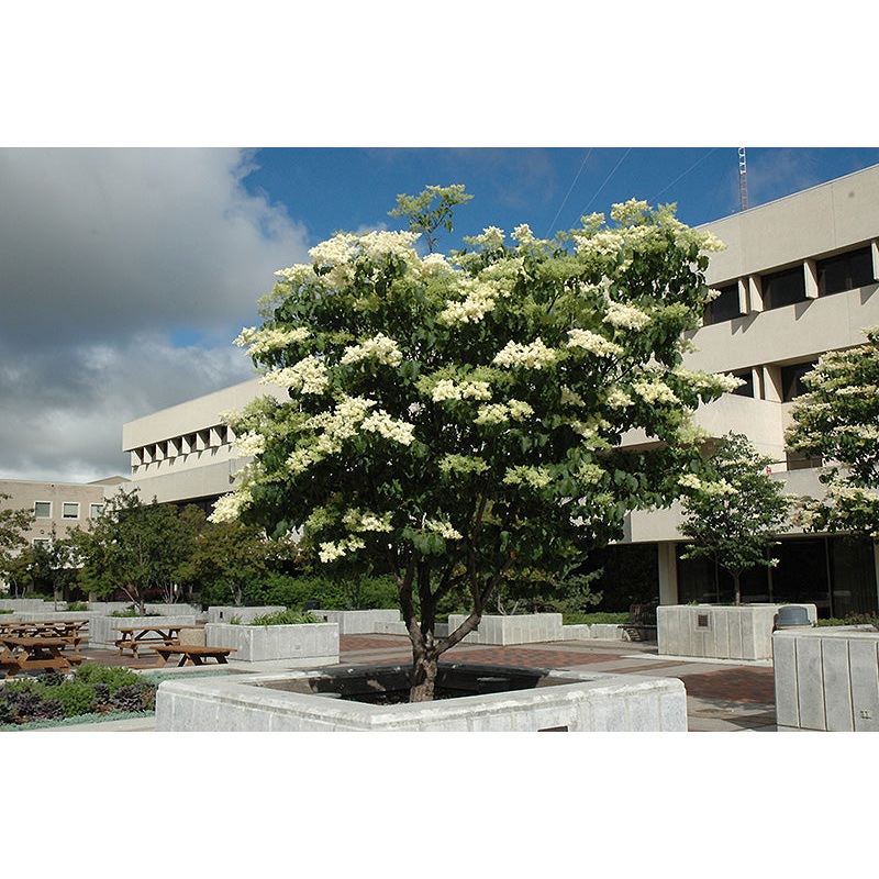 Lilac-Ivory Silk 3.0″BP