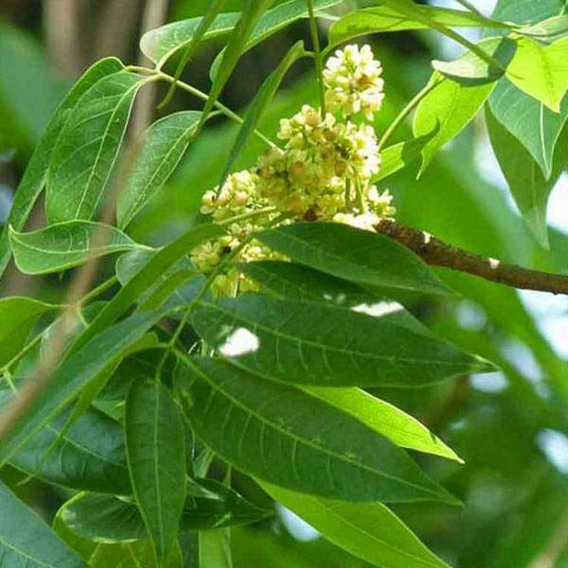 Mahogany Plant, Swietenia macrophylla – Plant