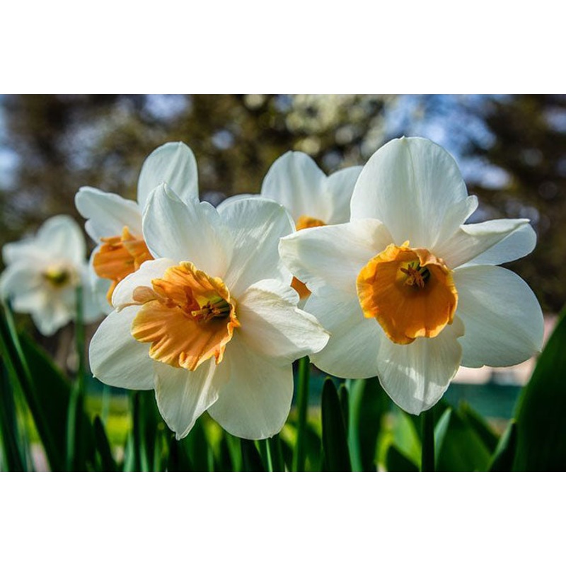 Narcissus Tazetta Flower Seed for Planting 100 100