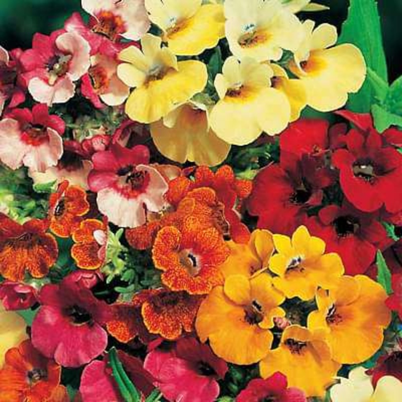 Nemesia Carnival Mixed Color – Flower Seeds