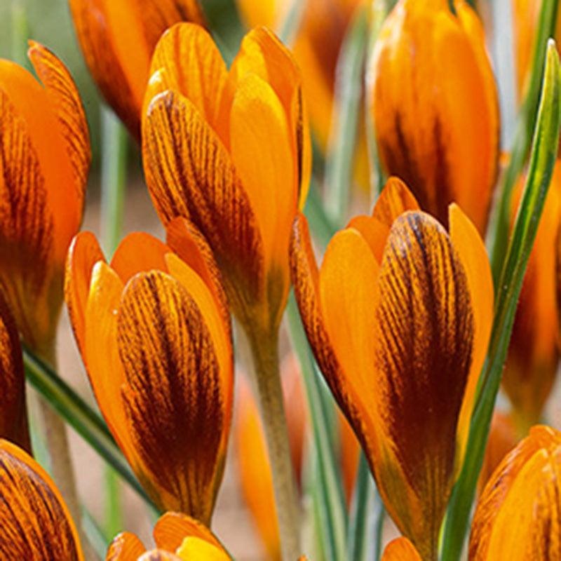 Orange Monarch Crocus Bulbs (Pack of 10)