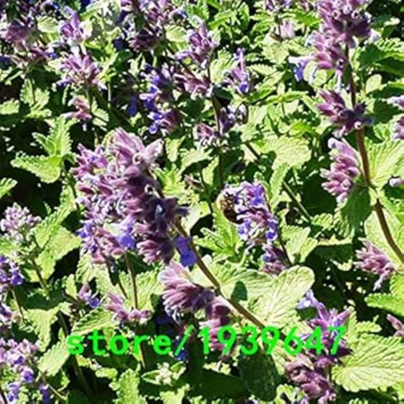 Organic Heirloom Non-GMO Purple Mint Flower Seeds for Planting  Fragrant Garden Herb 100