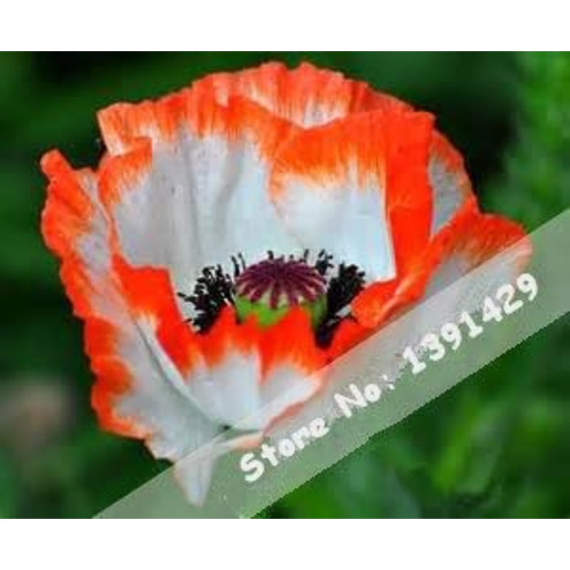 Organic Orange Plena Sinningia Flower Seeds for Planting  Heirloom, Non-GMO 100