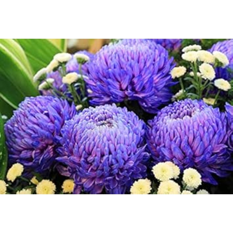 Organic Purple Blue Chrysanthemum Flower Seeds for Planting  Heirloom, Non-GMO 100