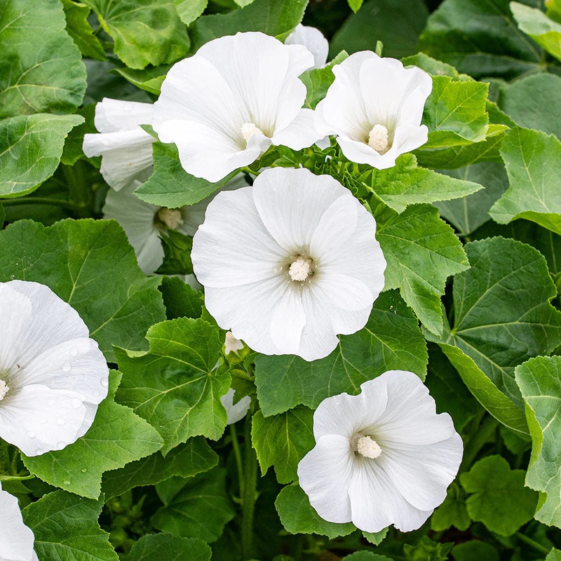 Organic White Lavatera Flower Seeds for Planting  Heirloom, Non-GMO 100