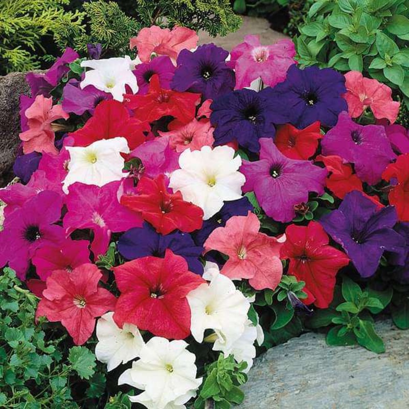 Petunia grandiflora Mixed Color – Flower Seeds