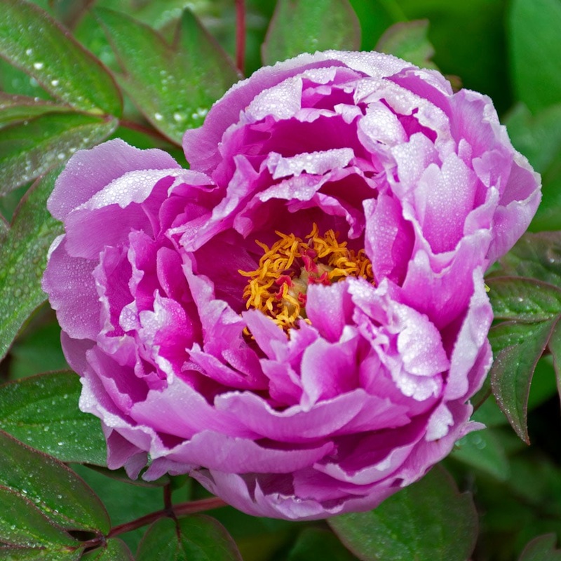 Purple Paeonia Suffruticosa Flower Seeds for Planting – 100 100