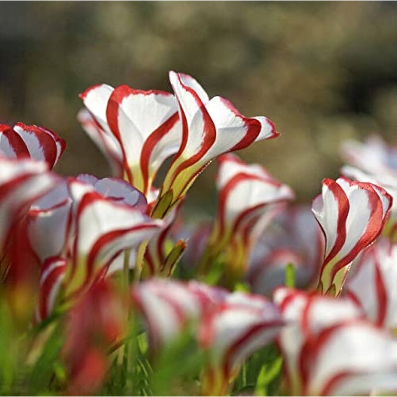 Red White Candy Cane Flower Seeds for Planting – NON GMO Seeds 100