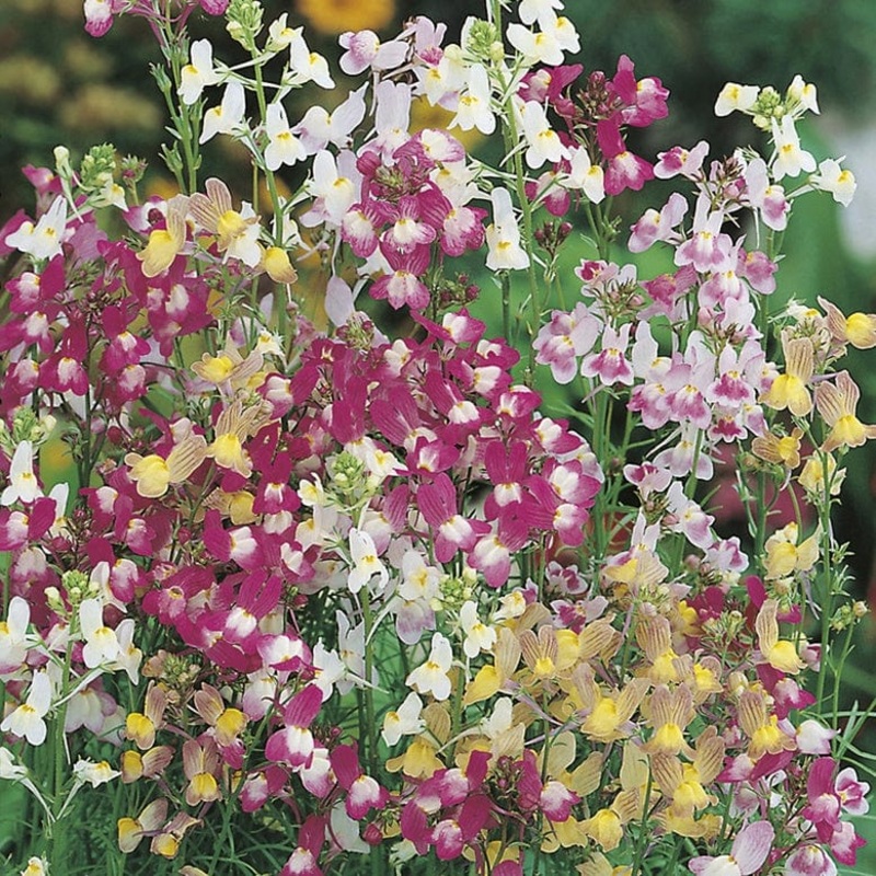 RHS Linaria Fairy Bouquet