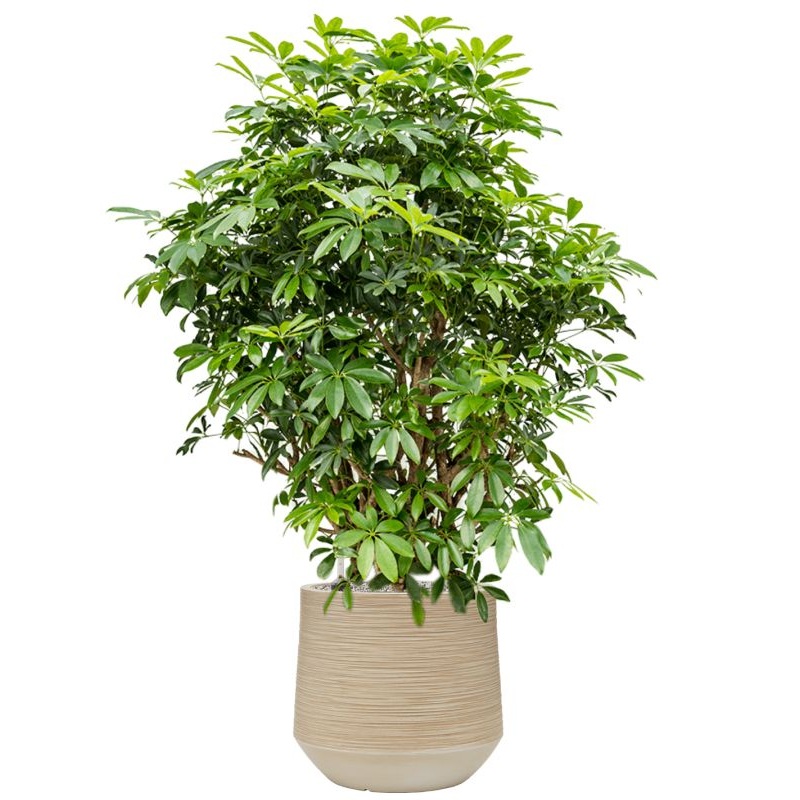 Schefflera arboricola ‘Compacta’ in Baq Dune Office Plant With Pot 135cm Height cm Dia