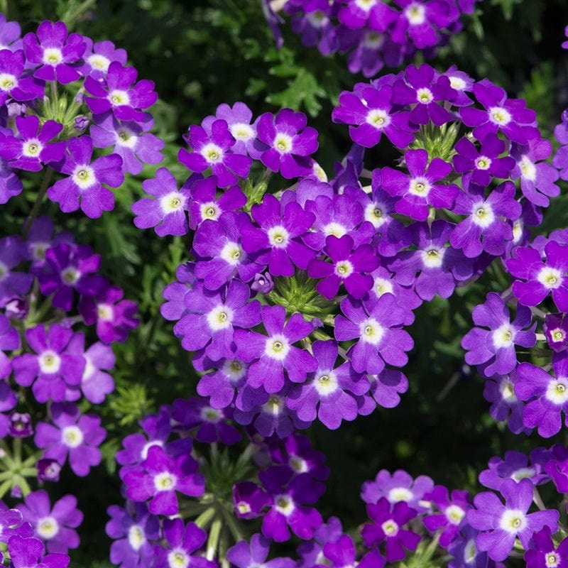 Semi-Trailing Verbena Flower Seeds for Planting  Heirloom, Non-GMO Cascading Blooms for Hanging Baskets 100