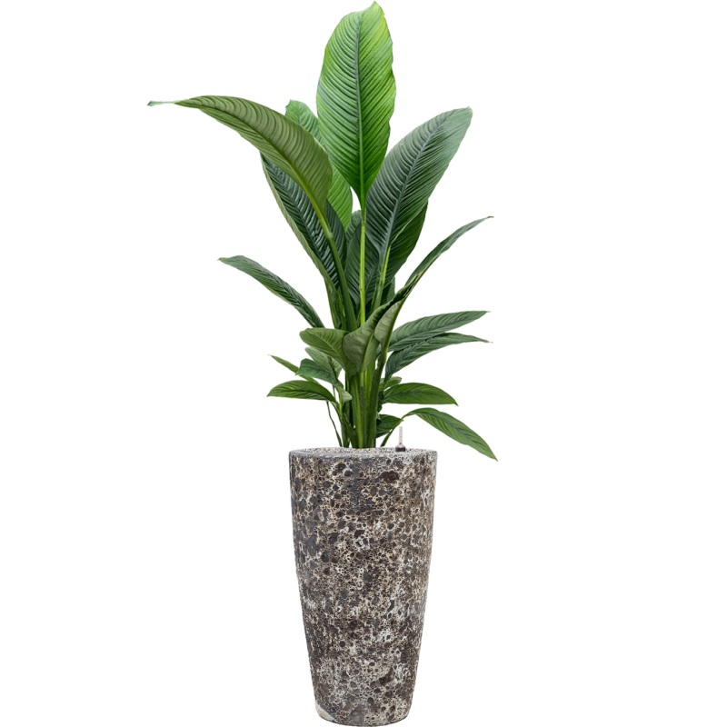 Spathiphyllum ‘Sensation’ in Baq Lava Office Plant With Pot 168cm Height 29cm Dia