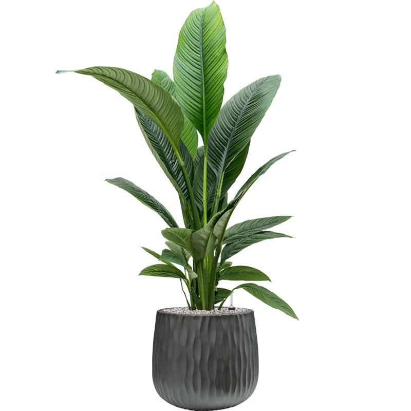 Spathiphyllum ‘Sensation’ in Wave Office Plant With Pot 138cm Height 31cm Dia