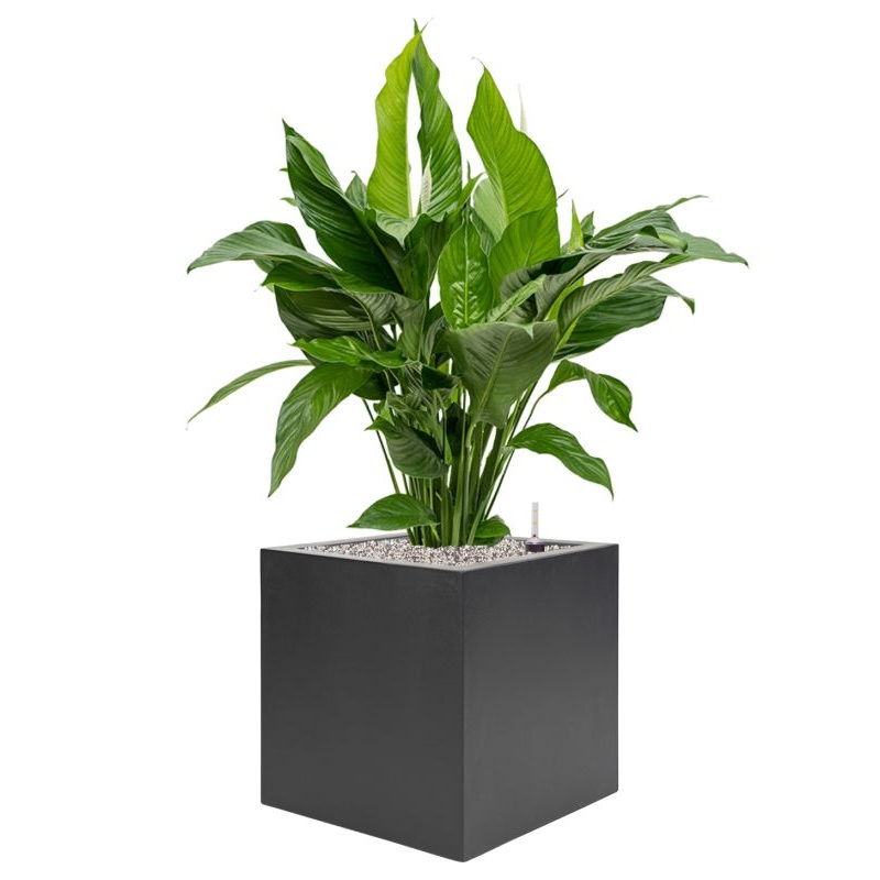 Spathiphyllum ‘Sweet Lauretta’ in Stretto Office Plant With Pot 103cm Height 38cm Dia