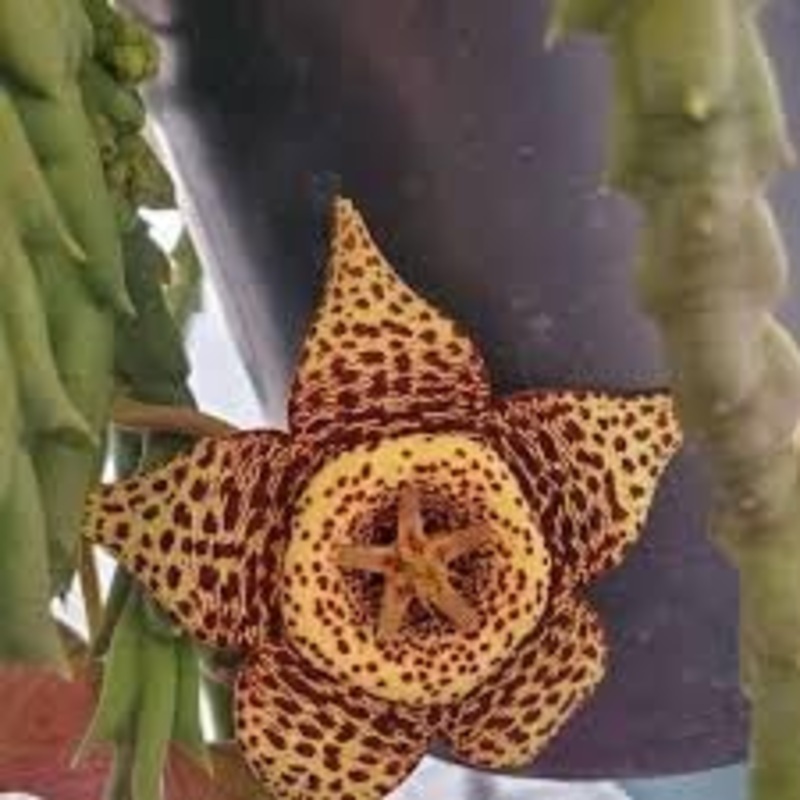 Stapelia Variegata Flower Seeds  Heirloom Non-GMO Starfish Cactus Seeds for Garden Planting 100
