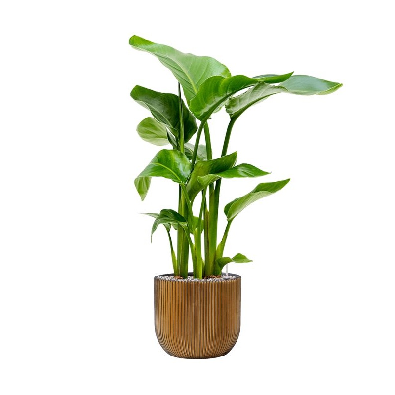 Strelitzia nicolai in Capi Nature Groove Office Plant With Pot 79cm Height 21.5cm Dia