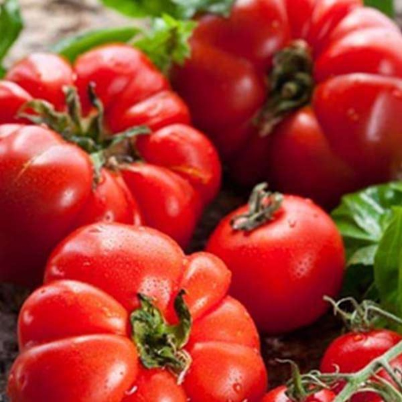 Tomato Marglobe – Heirloom Vegetable Seeds