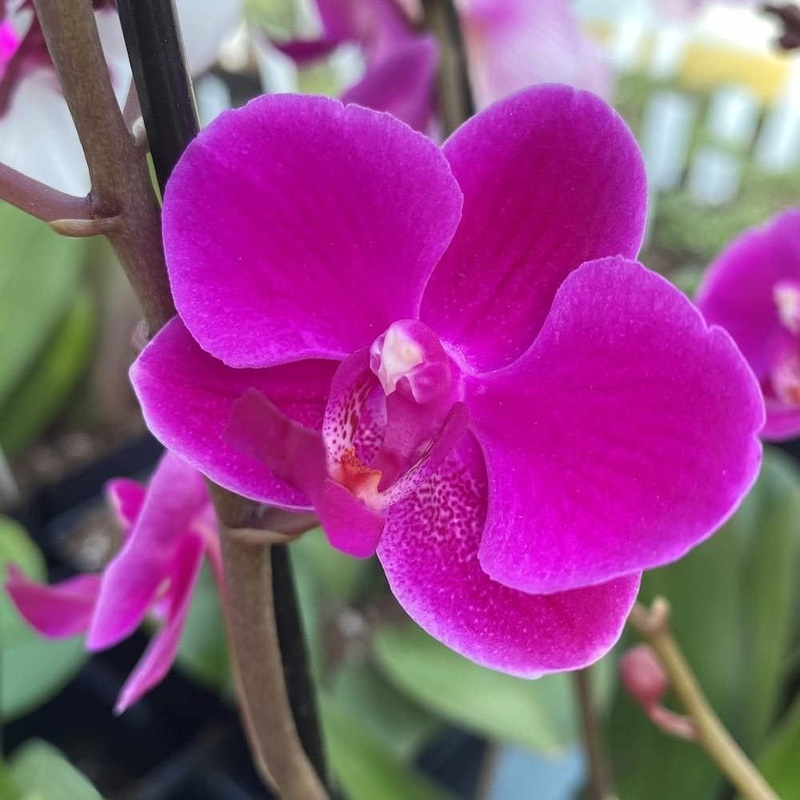 Violet Phalaenopsis Orchid Seeds for Planting – NON GMO Seeds 100