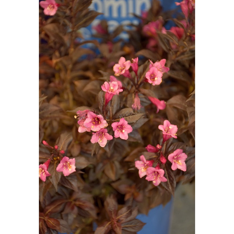 Weigela-Stunner 3CP