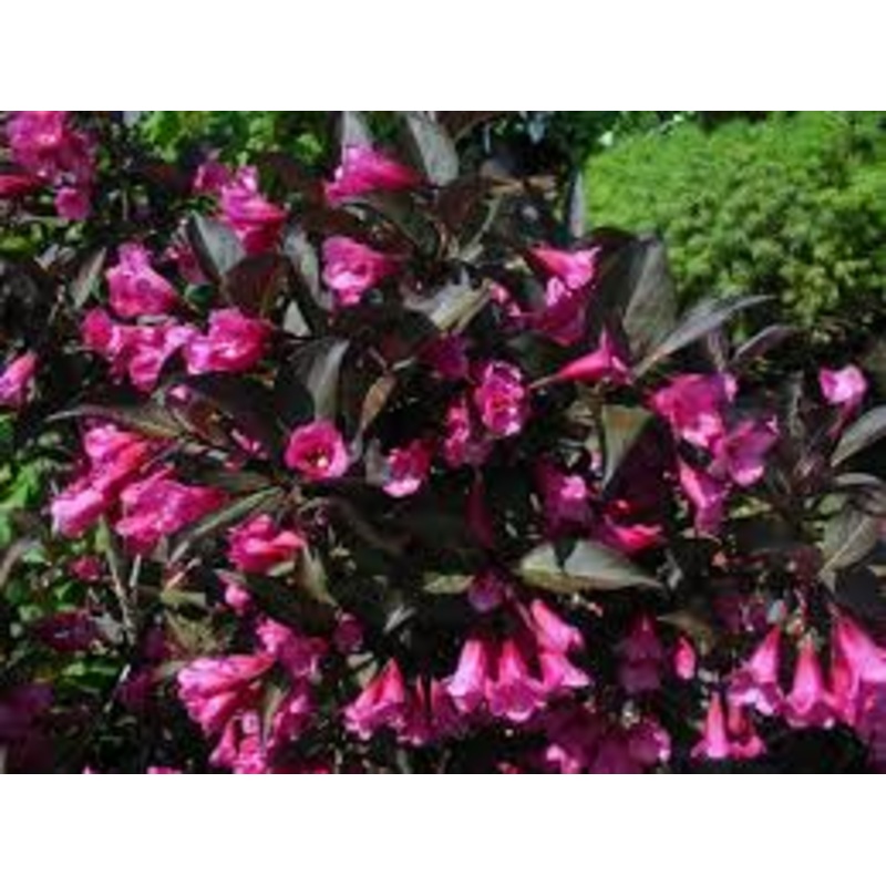 Weigela-Wine & Roses 3C