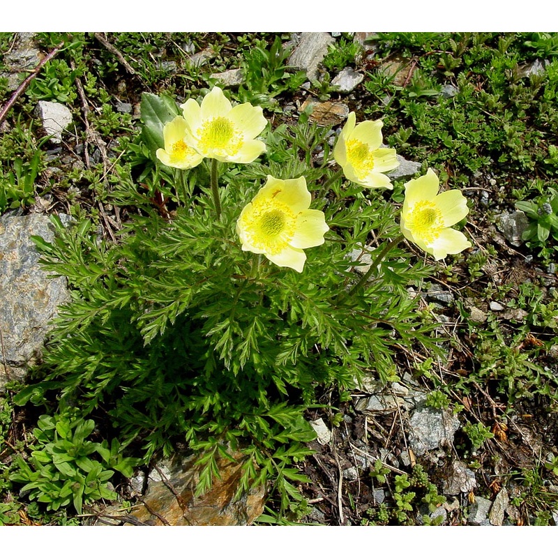 Yellow Perennial Flower Seeds for Planting – 100 100