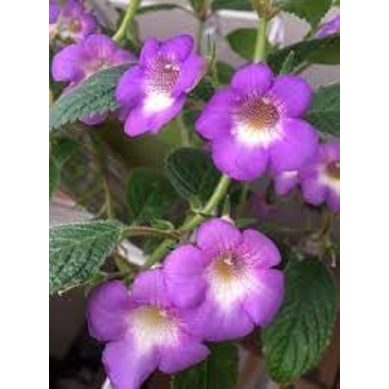 Achimenes Limoncello Flower Seeds for Planting  Heirloom, Non-GMO, Organic Garden Blooms 100