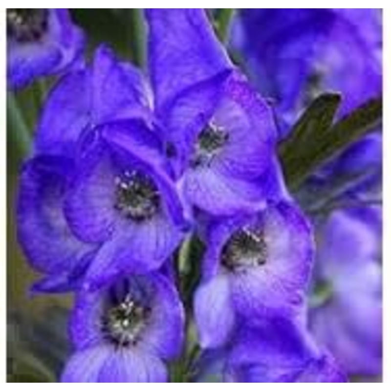 Aconite Flower Seeds for Planting – 100 100