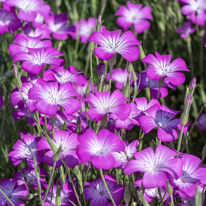 Agrostemma Purple Flower Seeds for Planting  Organic, Heirloom, Non-GMO Seeds 100