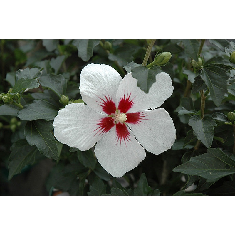 Althea-Lil’ Kim 2C