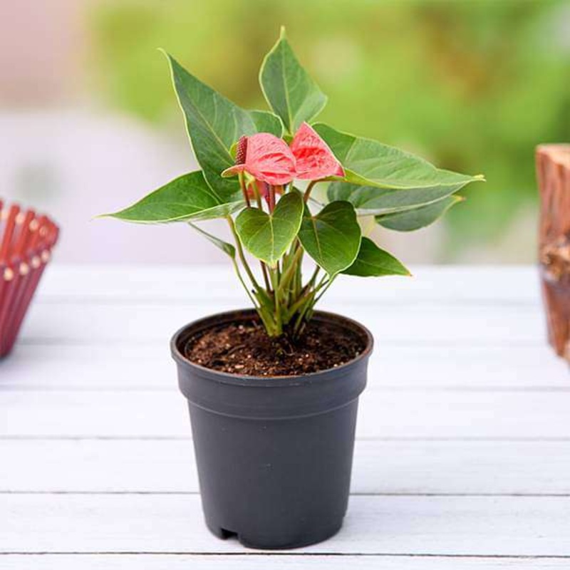 Anthurium (Red) Plant in 6 inch Pot