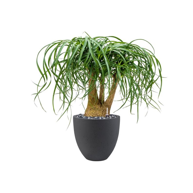 Beaucarnea recurvata in Grigio Office Plant With Pot 78cm Height 27cm Dia