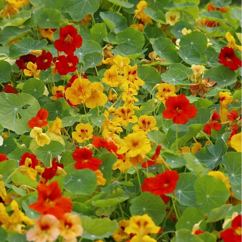Capuchina Flower Seeds for Planting  Organic, Heirloom, Non-GMO Nasturtium Seeds 100