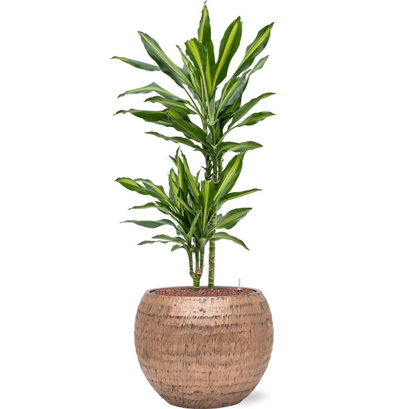 Dracaena fragrans ‘Cintho’ in Baq Opus Hammered Office Plant With Pot 106cm Height 27cm Dia