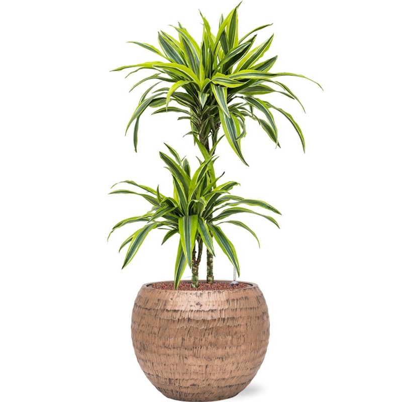 Dracaena fragrans ‘Lemon Lime’ in Baq Opus Hammered Office Plant With Pot 106cm Height 27cm Dia