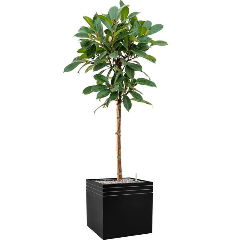 Ficus cyathistipula in Baq Line-Up Office Plant With Pot 184cm Height 41cm Dia