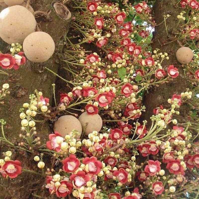 Flower of Puducherry, Cannon-ball – Plant