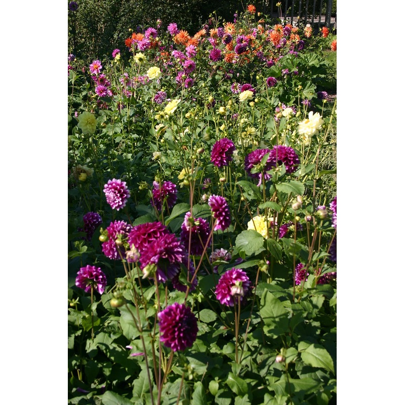 Heirloom Dahlia Flower Seeds  Stunning Garden Blooms 100