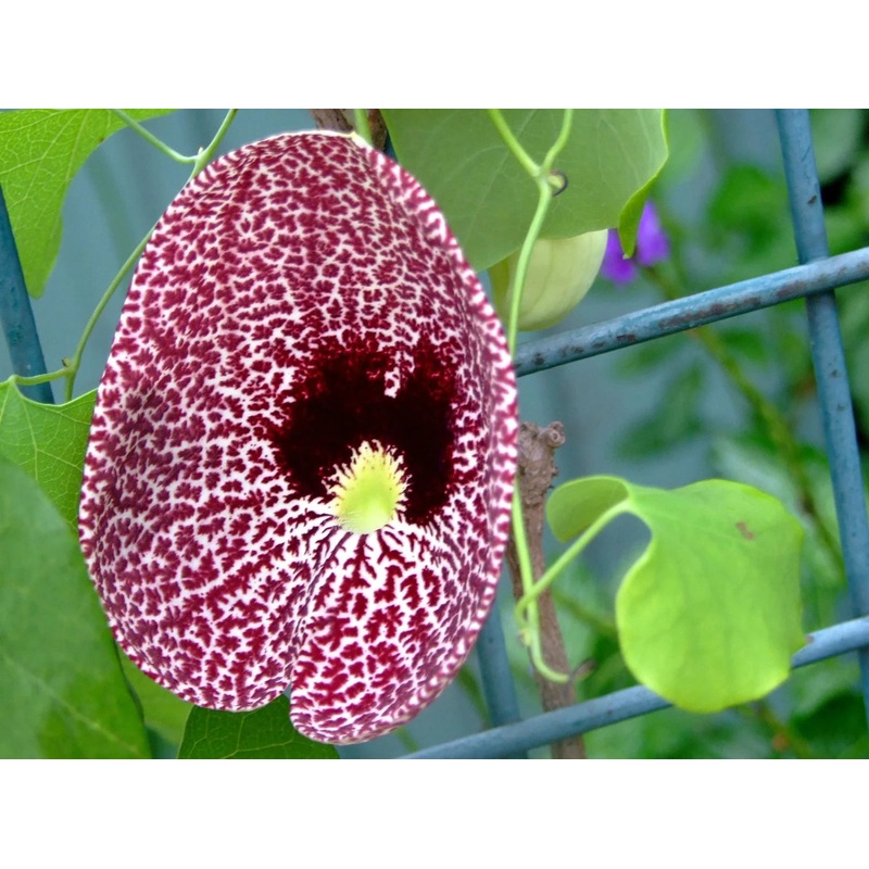 Heirloom Non-GMO Aristolochia Elegans Flower Seeds for Planting  Exotic Vine Blooms 100