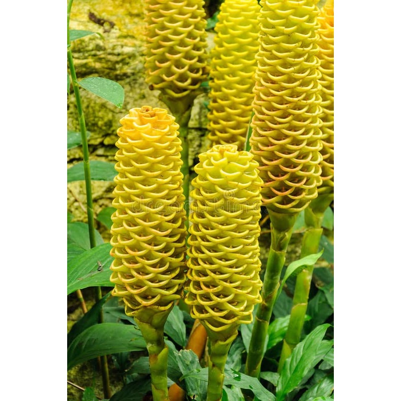 Heirloom Non-GMO Beehive Ginger Flower Seeds for Planting  Exotic Tropical Garden Blooms 100