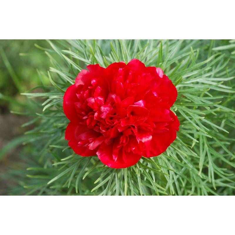 Heirloom Non-GMO Paeonia Red Tenufolia Flower Seeds for Planting  Fragrant Early-Blooming Garden Peonies 100
