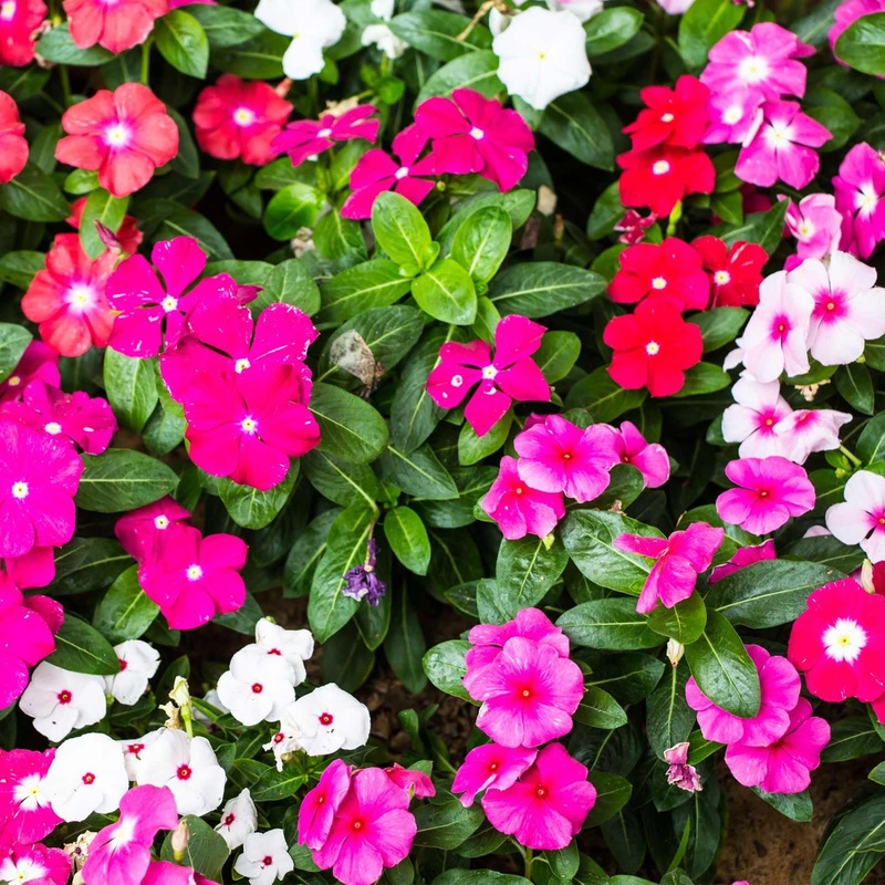 Heirloom Non-GMO Vinca Flower Seeds for Planting  Mixed Colors, Easy-Grow Annual Blooms 100