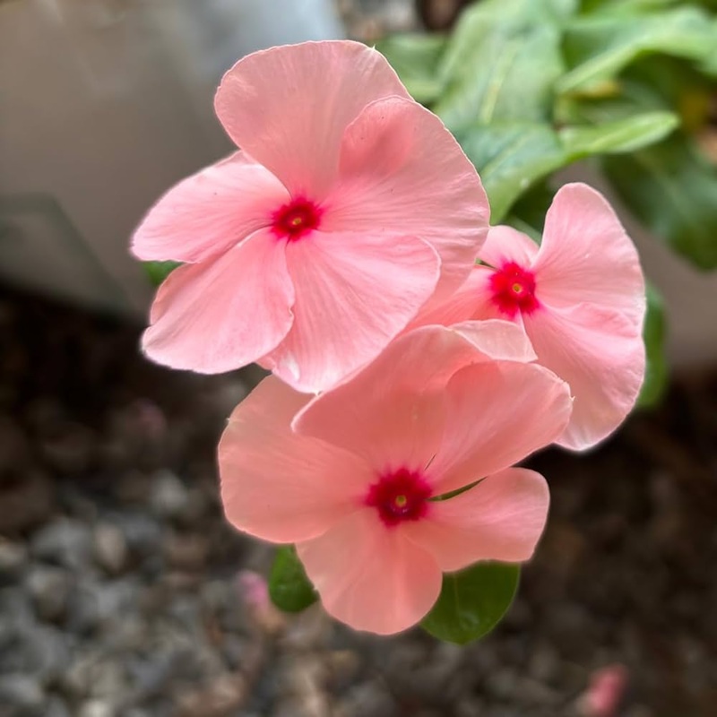 Heirloom Non-GMO Vinca Periwinkle Flower Seeds  Light Pink Blooms for Planting 100