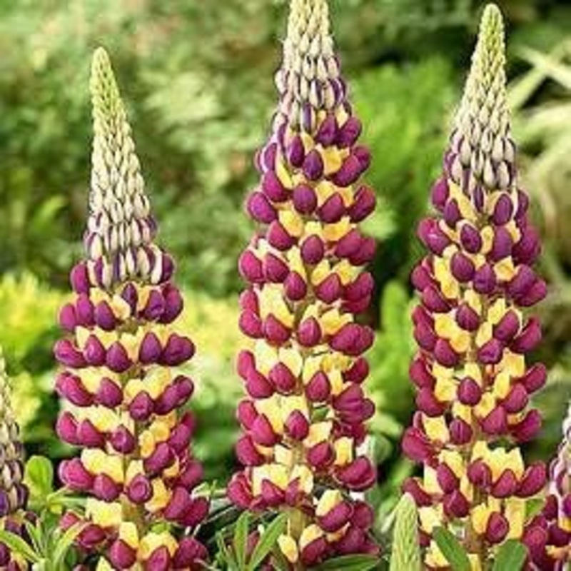 Heirloom Non-GMO Violet Yellow Lupine Flower Seeds Blooms for Garden Planting 100