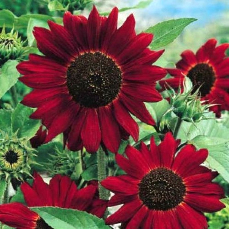 Helianthus Red Flower Seeds for Planting  Organic, Heirloom, Non-GMO Seeds 100