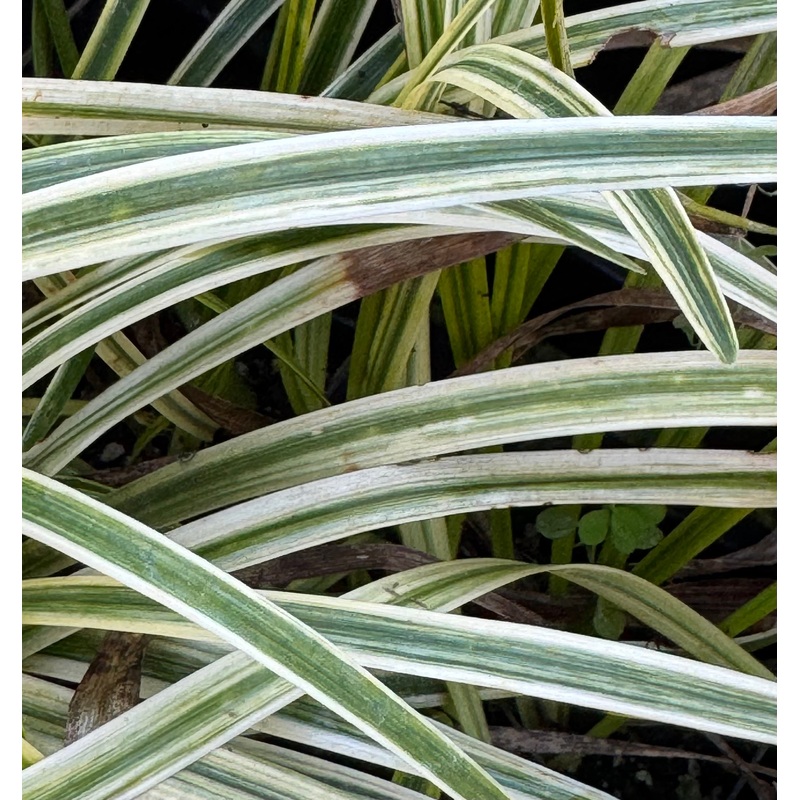 Liriope muscari – sport of Merrifield variegated