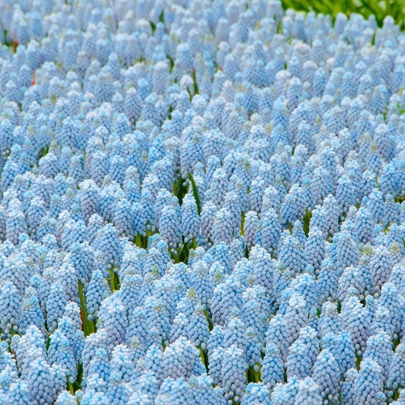 Muscari Valerie Finnis Flower Bulbs