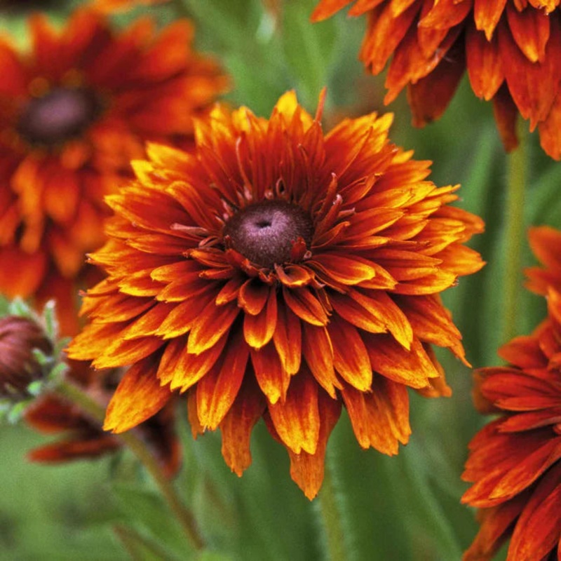 Orange Cherokee Flower Seeds for Planting, NON GMO Seeds 100